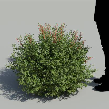 Cardinal Sage Bush 3