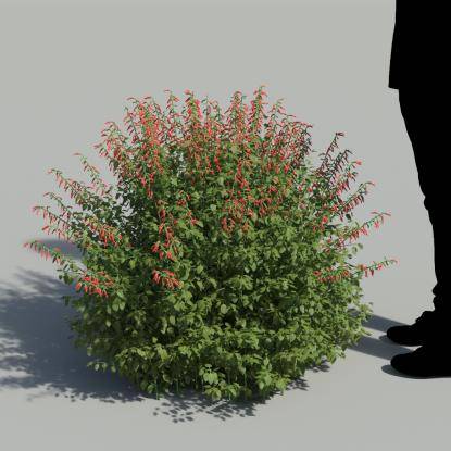 Cardinal Sage Flowering Bush 1