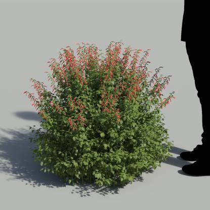 Cardinal Sage Flowering Bush 2