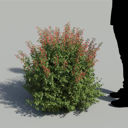 Cardinal Sage Flowering Bush 3