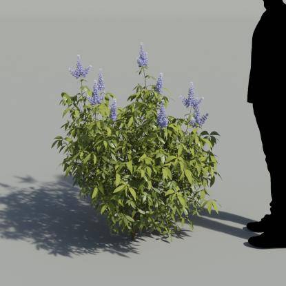 Chastetree Bush 1