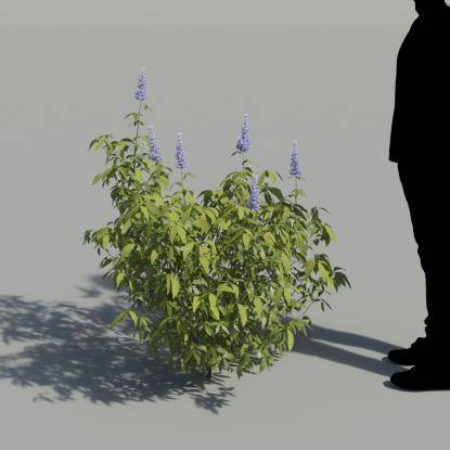 Chastetree Bush 2