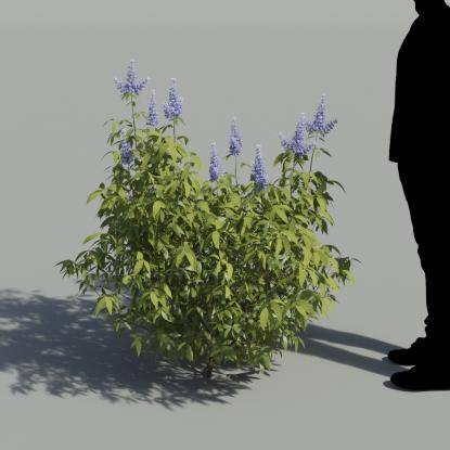 Chastetree Bush 3