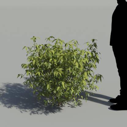 Chastetree No Flowers Bush 1