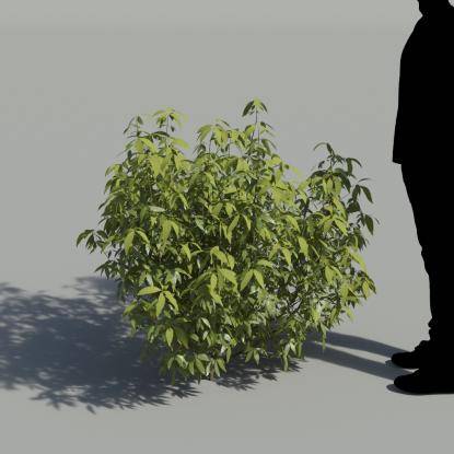 Chastetree No Flowers Bush 2
