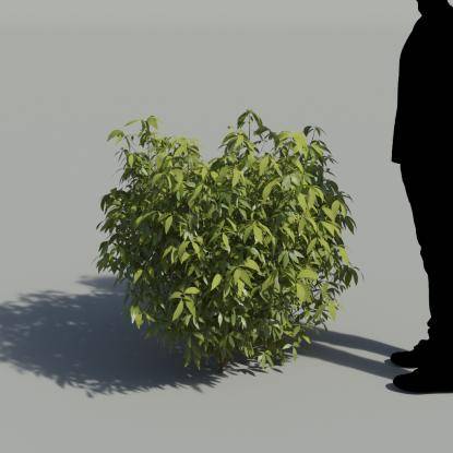Chastetree No Flowers Bush 3