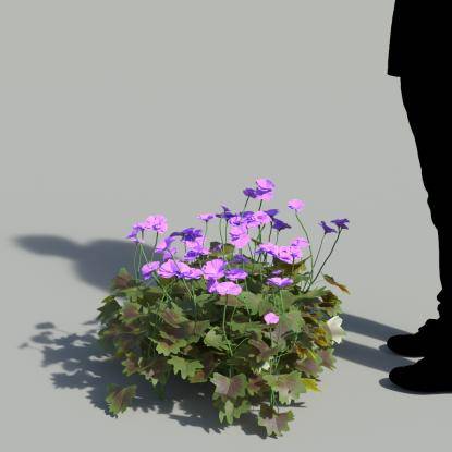 Garden Geranium Purple Bush 1