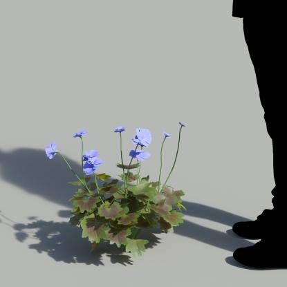 Garden Geranium Single Blue Plant 1