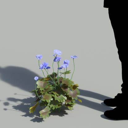 Garden Geranium Single Blue Plant 2