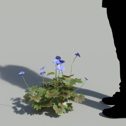 Garden Geranium Single Blue Plant 3