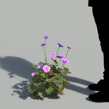 Garden Geranium Single Purple Plant 2