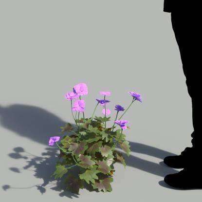 Garden Geranium Single Purple Plant 3