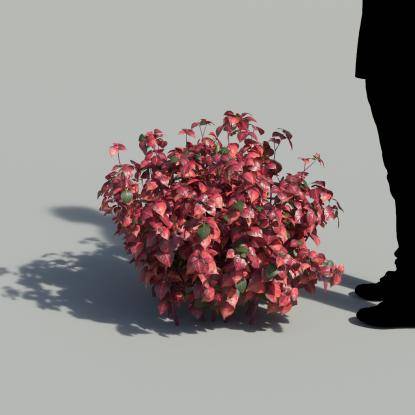 Herbst's Bloodleaf Bush 1