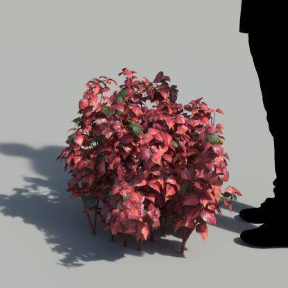 Herbst's Bloodleaf Bush 2