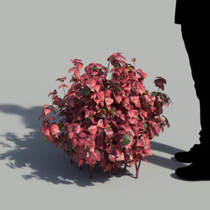 Herbst's Bloodleaf Bush 3