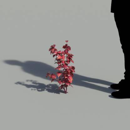 Herbst's Bloodleaf Single Plant 1