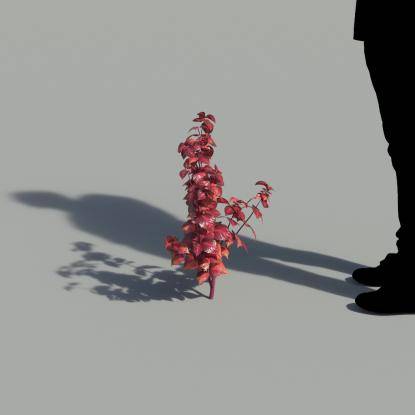 Herbst's Bloodleaf Single Plant 2