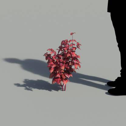 Herbst's Bloodleaf Single Plant 3