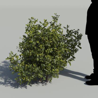 Mastic Bush 1