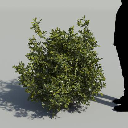 Mastic Bush 2
