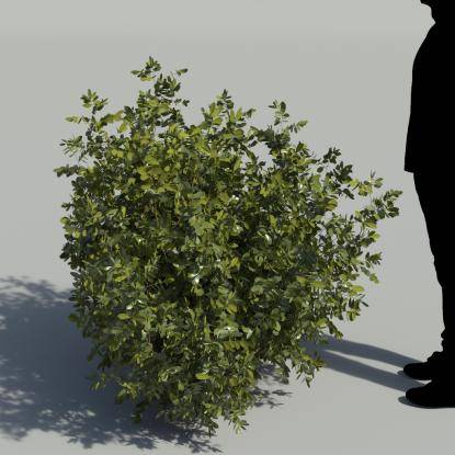 Mastic Bush 3