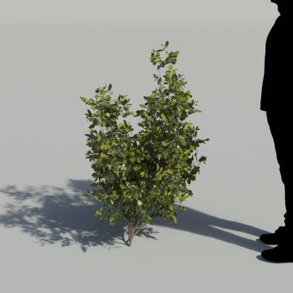 Mastic Single Plant 1