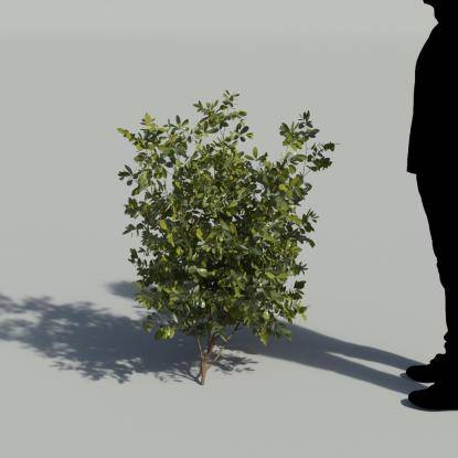 Mastic Single Plant 2