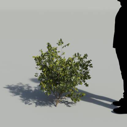 Mastic Single Plant 3