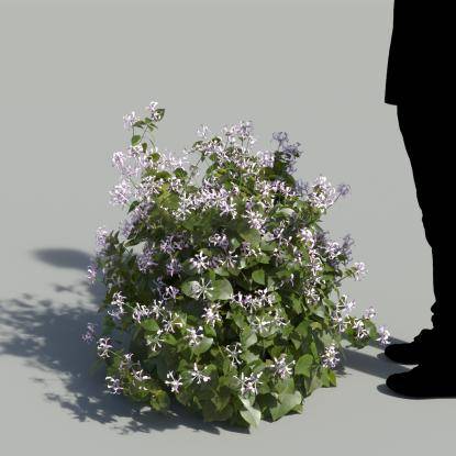 Ribbon Bush Bush 2