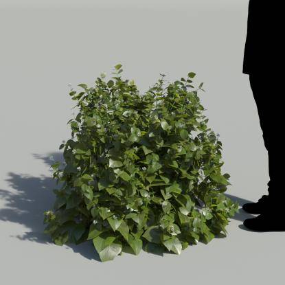 Ribbon Bush No Flowers Bush 3