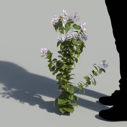 Ribbon Bush Single Flowering Plant 1