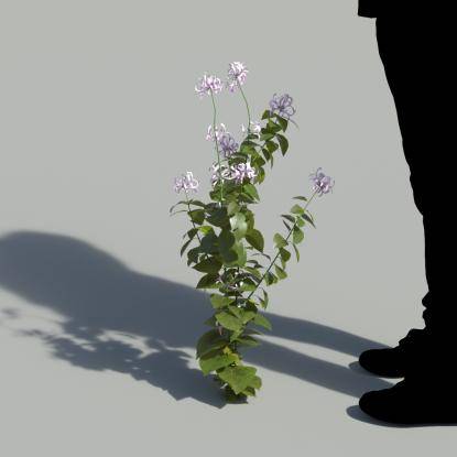 Ribbon Bush Single Flowering Plant 2