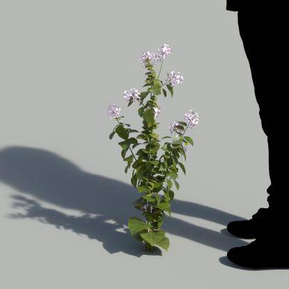 Ribbon Bush Single Flowering Plant 3