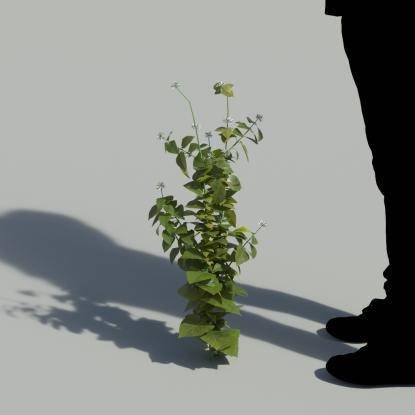 Ribbon Bush Single Plant 1