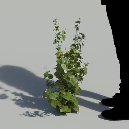 Ribbon Bush Single Plant 3