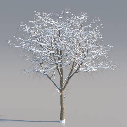 Snowy Black Locust Mature V1