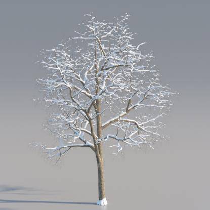 Snowy Black Locust Mature V2