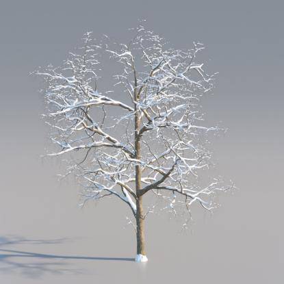 Snowy Black Locust Mature V3