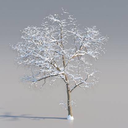 Snowy Black Locust Mature V4