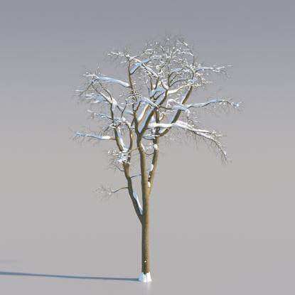 Snowy Black Locust Middle V1