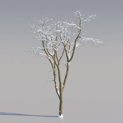 Snowy Black Locust Middle V2