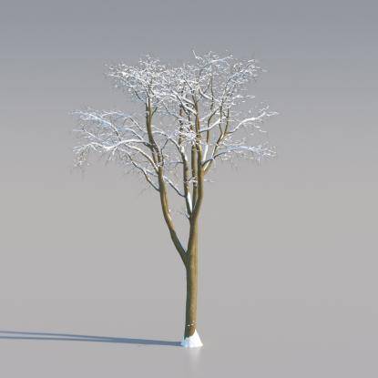 Snowy Black Locust Middle V3
