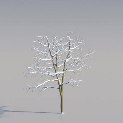 Snowy Black Locust Young V1