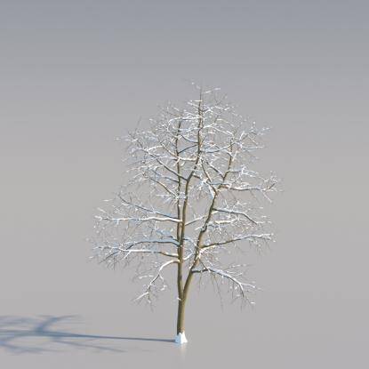Snowy Black Locust Young V2