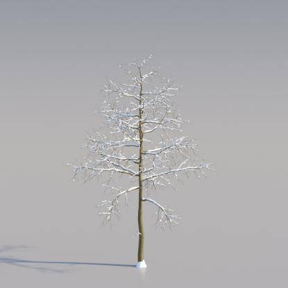 Snowy Black Locust Young V3