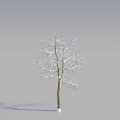 Snowy Black Locust Young V4