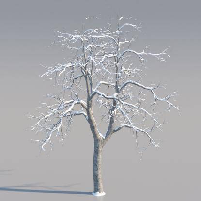 Snowy Common Walnut Mature V1