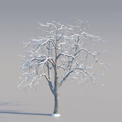 Snowy Common Walnut Mature V2