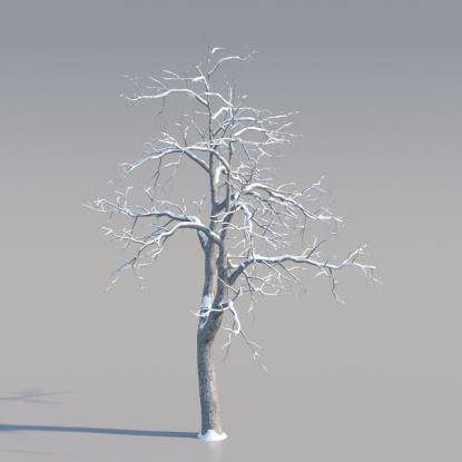 Snowy Common Walnut Mature V3