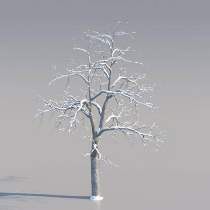 Snowy Common Walnut Mature V4